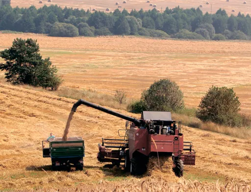 Зерно: в нинішньому сезоні врожайність зросте на 5%, а до 2022 року валовий збір складе 100 млн т
