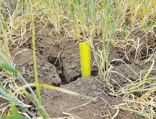 У деяких районах Польщі посухою пошкоджено 90% посівів зернових культур