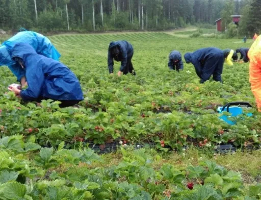 Аграрії закликають адаптувати радянські підходи до сезонних робіт в агросекторі