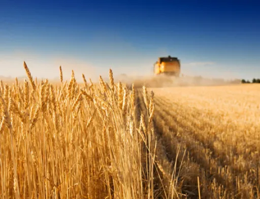 Україна увійшла до Топ-3 експортерів аграрної продукції в ЄС