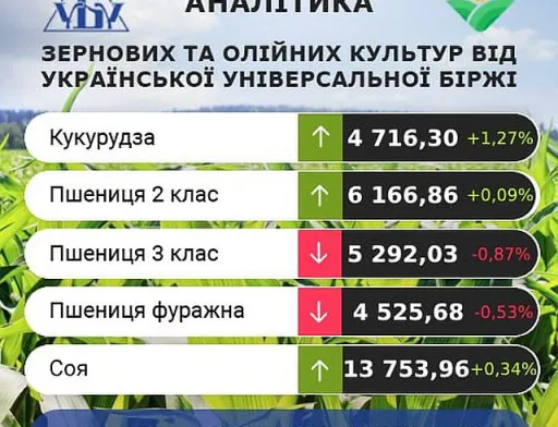 Ціни на кукурудзу зростають
