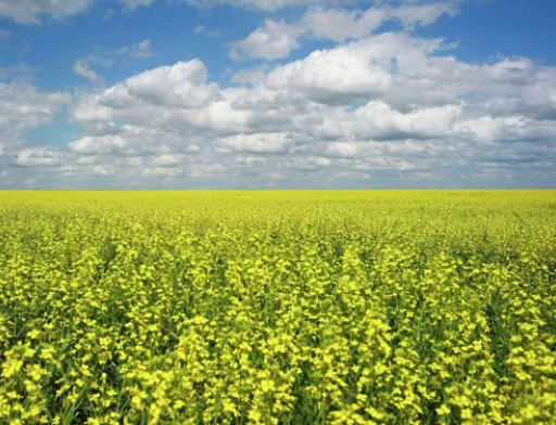 Прогноз врожаю ріпаку в Україні в 2019 році знижений на 10%