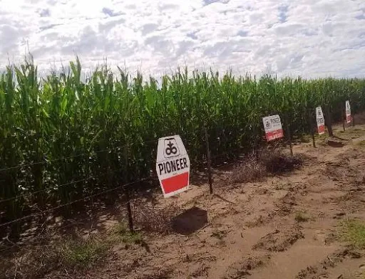 "DuPont Pioneer Україна" продовжує вкладати кошти в розширення виробничих потужностей свого комплексу, розташованого в с.Стасі Полтавської області
