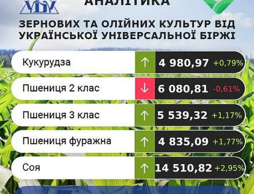 Ціни на кукурудзу продовжують зростати