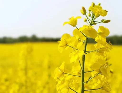В Україні урожайність ріпаку зросла на 40%