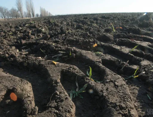 Оренда сільгоспземель в Україні  цьогоріч подорожчала