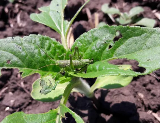 Загадка из профиля группы "СкаЖений агроном" на Facebook: кто это? Кузнечик или саранча? Одесская область