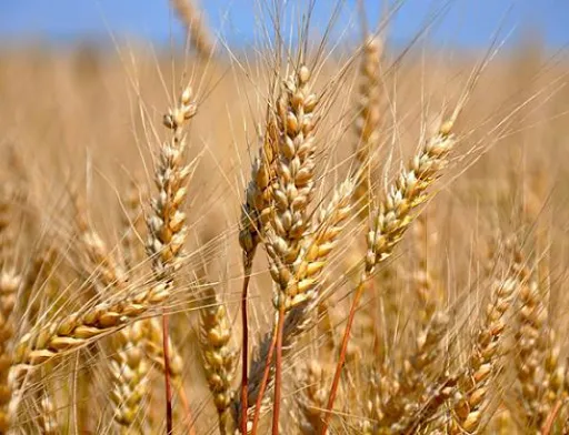 З початку 2019/20 МР Україна експортувала 10.3 млн тон зерна