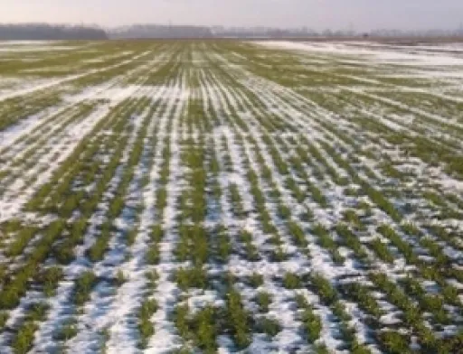 На Херсонщині врожай озимих під загрозою