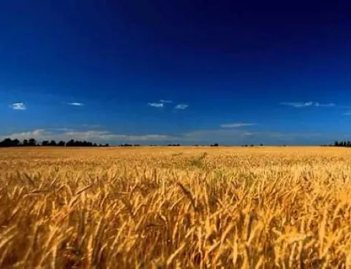 Єдиний спосіб не допустити монополії олігархів на українській землі – чесний та прозорий ринок