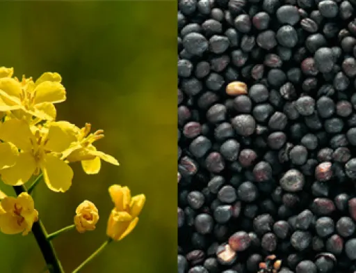 Ціна на ріпак збільшується, на сою залишається незмінною