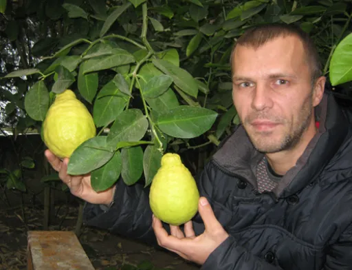 Волинянин вирощує величезні цитрусові у спеціалізованій теплиці поблизу Луцька