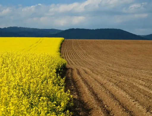 Названо найпродуктивніші сільгоспземлі України