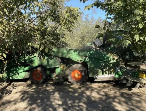 На території Саф’янівської громади розрісся унікальний горіховий сад