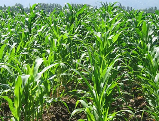 На Чернігівщині побитий рекорд по посівах кукурудзи