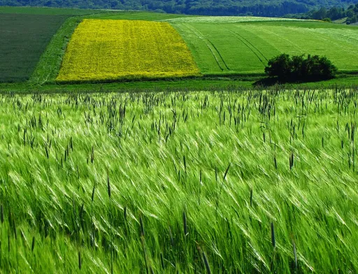 Більшість українців підтримують і мораторій, і продаж землі