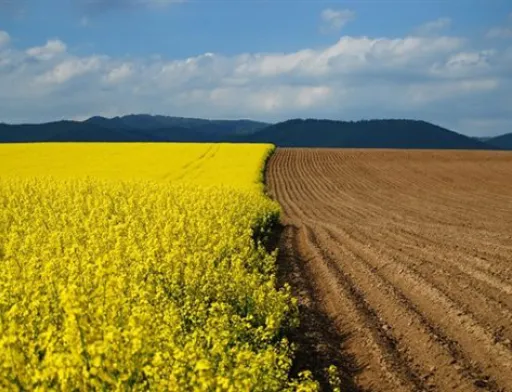 Мораторій на продаж сільгоспземель діятиме до ухвалення закону про обіг сільгоспземель, - юрист