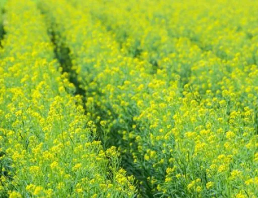 В Україні засіяли озимого ріпаку на 59% прогнозованої площі