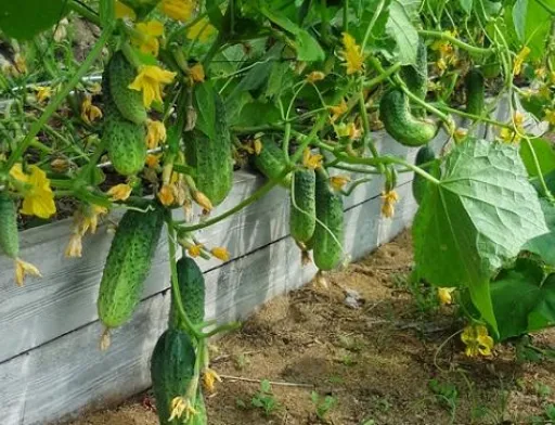 Ціни на огірки продовжують знижуватися