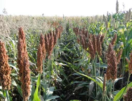 KSG Agro планує нарощувати виробництво сорго