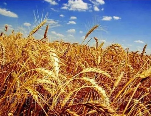 ДПЗКУ укладає договори по закупівлі зерна врожаю-2018