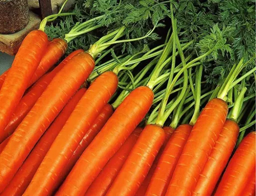 Ціна на моркву в Україні продовжує знижуватися