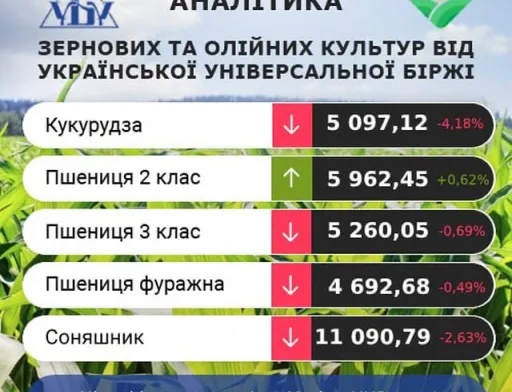 Підвищення цін на кукурудзу не передбачається, – аналітики