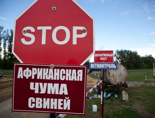 З початку року в Україні зафіксовано 14 випадків АЧС. Починаючи з 2012 року, на території нашої країни реєструвалося 162 випадки цієї небезпечної хвороби