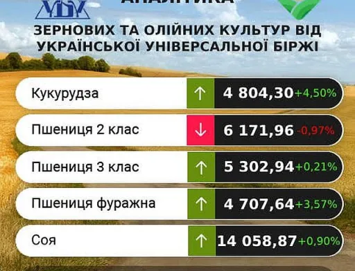 В Україні зросли ціни на кукурудзу та фуражну пшеницю