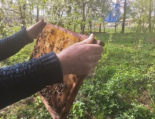 Бджолярі, горіхівники та збирачі дикоросів хочуть спрощення законодавства
