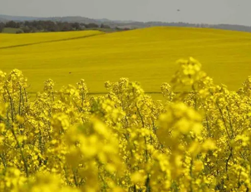 На Закарпатті супутникова зйомка полів виявила "необліковані" посіви озимого ріпаку