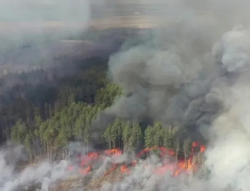 План WWF. Що може зробити влада України для зниження ризиків природних супер-пожеж