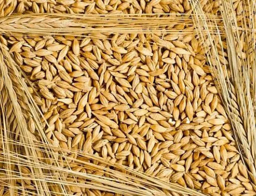 Ціни на фуражний ячмінь продовжили своє зростання