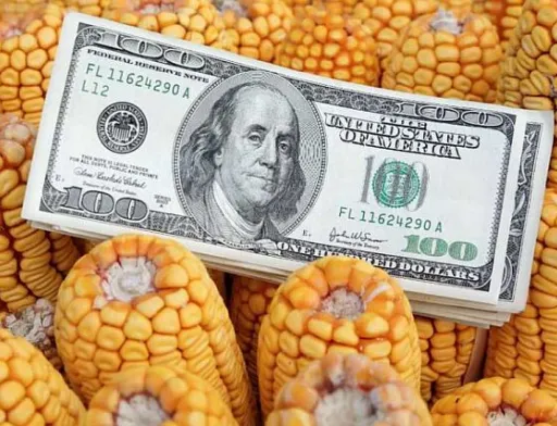 Ціни на кукурудзу знижуються під впливом погодних умов та активізації сівби