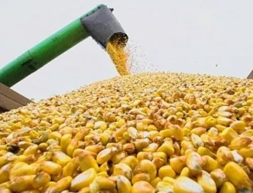 Ціни на кукурудзу зросли: аграрії активізували продажі