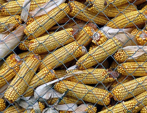 Ціни на сою та кукурудзу зросли
