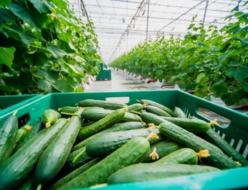 Ціни на тепличні огірки продовжують зростати