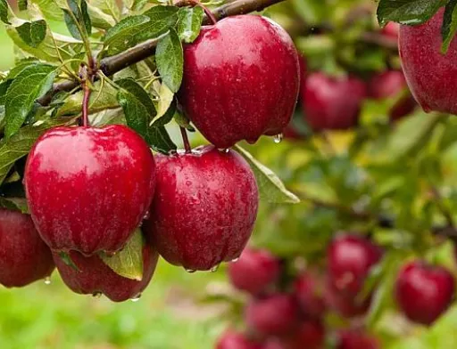 Виробники розпродують яблука: ціни падають