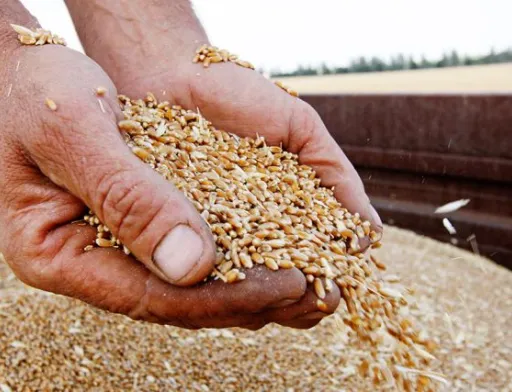 Україна вимушена продавати зерно набагато дешевше, ніж росія