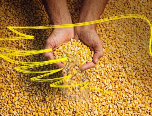 Представників усіх господарств-переможців компанія Monsanto запросила до Франції
