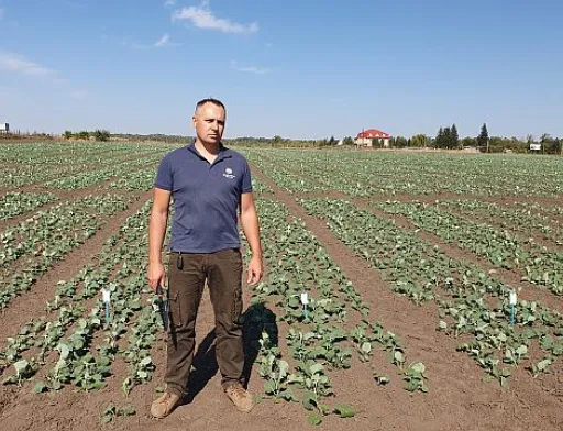 Пізній посів ріпаку – на що звернути увагу агрономам