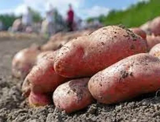 USAID АГРО  допоможе українським картоплярам