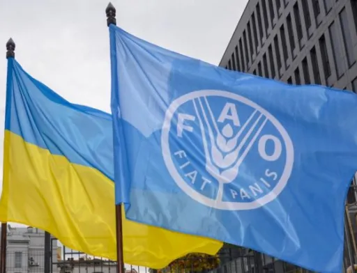 Заявки на отримання насіння кукурудзи та соняшнику від ФАО подали 2500 фермерів