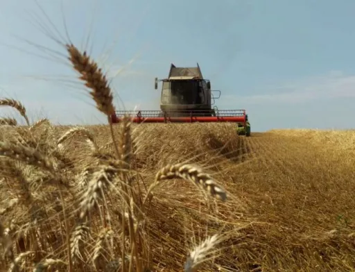 Аграрії Миколаївщини та Одещини зібрали по першому мільйону тонн ранніх зернових