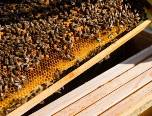 Відтепер Україна може експортувати бджоли в Канаду