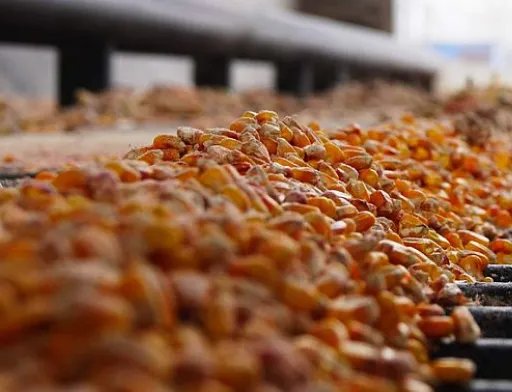 Кукурудза стала лідером українського експорту на початку 2025 року