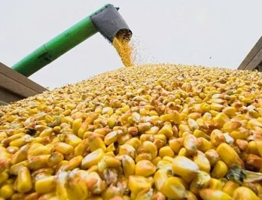 Україна нарощує експорт насіння кукурудзи до ЄС: європейські фермери незадоволені