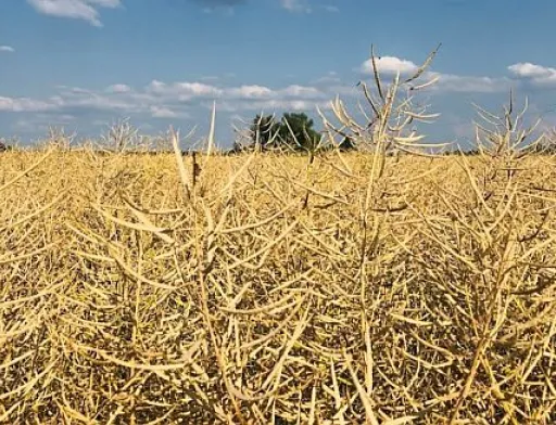 Експорт та переробка ріпаку: нові рекорди