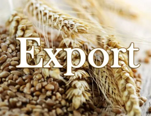 Експорт зернових та зернобобових відстає від минулорічного на 27%