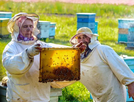 Міністерство агрополітики  планує спростити реєстрацію пасік